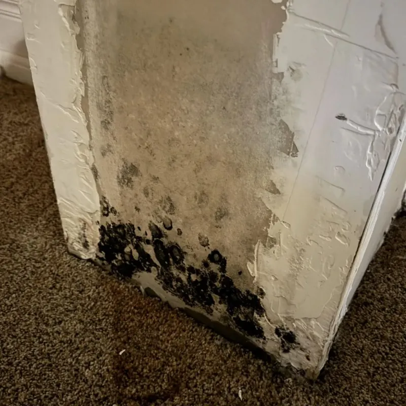 Professional Mold Removal in Copperopolis, CA